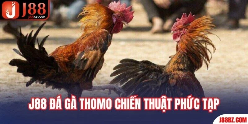 J88 đá gà Thomo chiến thuật phức tạp